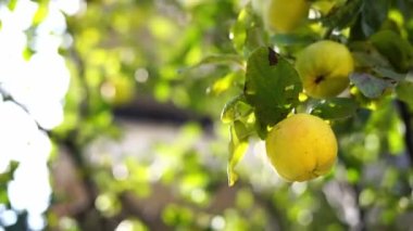 Yellow quince sways in the wind on the branches. High quality 4k footage