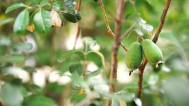 Green passion fruit grows on the branches of a tree among the foliage. High quality 4k footage