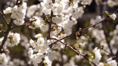 Branches of a flowering cherry tree sway in the wind. High quality 4k footage