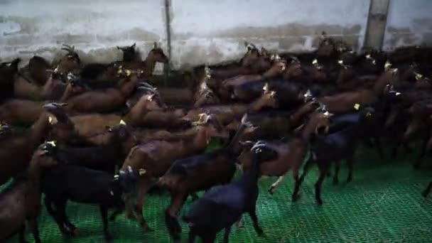 Herd Van Geiten Met Oormerken Loopt Langs Paddock Boerderij Hoge — Stockvideo