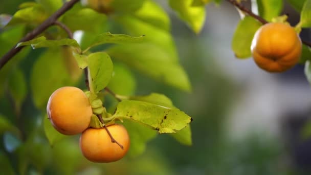 Yellow Persimmon Fruits Sway Green Branches High Quality Footage — Stock video