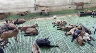 Keçiler çiftlikteki bir otlakta yerde yatar. Yüksek kalite 4k görüntü