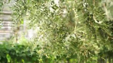 Rüzgar zeytin ağacının yeşil dallarını sallar. Yüksek kalite 4k görüntü