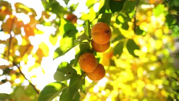Orange Persimmon Ripens Branches Yellowed Foliage High Quality Footage — Stockvideo