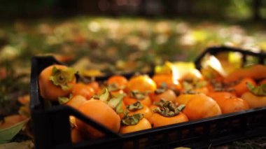 Box of ripe persimmons in the sun stands on the ground in the garden. High quality 4k footage