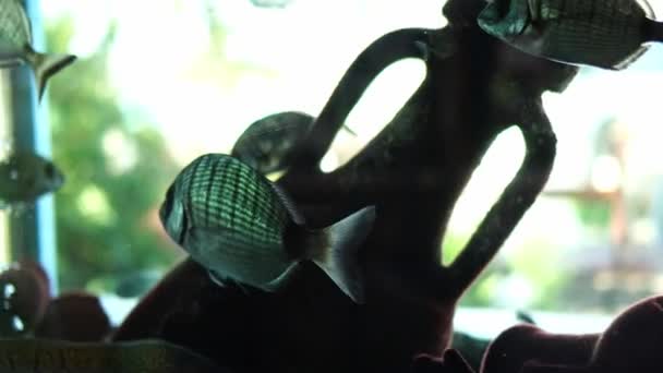Срібляста Риба Плаває Акваріумі Навколо Амфори Високоякісні Кадри — стокове відео