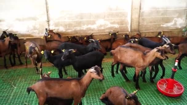 Las Cabras Negras Marrones Están Paddock Una Granja Imágenes Alta — Vídeos de Stock