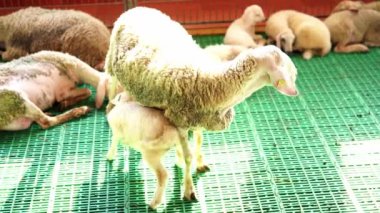 Sheep feeds her udder to a lamb wagging its tail while standing in a paddock. High quality 4k footage