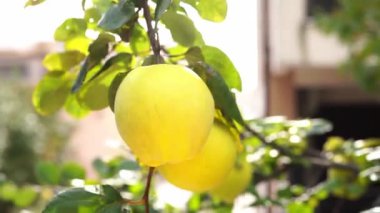 Yellow large fruits of quince on green branches under the bright sun. High quality 4k footage