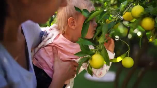 Κοριτσάκι Μυρίζει Λεμόνια Που Φυτρώνουν Ένα Δέντρο Ενώ Κάθεται Στην — Αρχείο Βίντεο