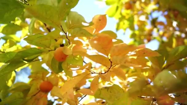 Orange Persimmon Hangs Branches Yellowed Leaves Autumn Garden High Quality — ストック動画