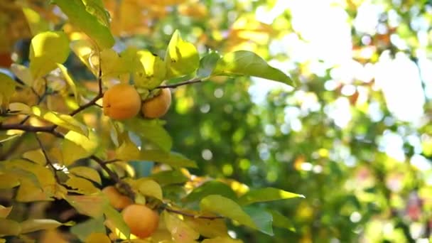 Sunrays Shine Green Yellow Foliage Persimmon Garden High Quality Footage — Wideo stockowe