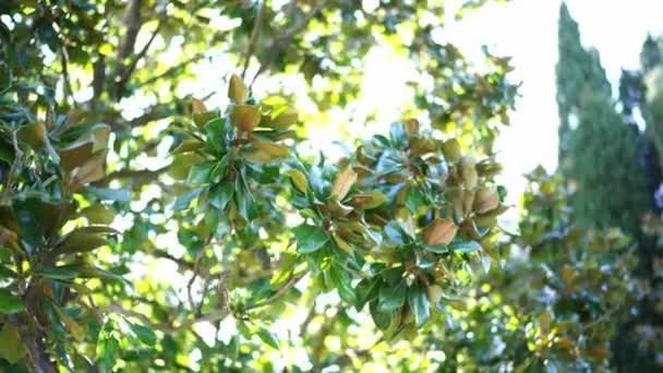 Солнечные Лучи Заглядывают Сквозь Зеленые Мясистые Листья Дерева Высококачественные Кадры — стоковое видео
