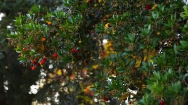 Beginning to turn red cherries hang on green branches in the garden. High quality 4k footage