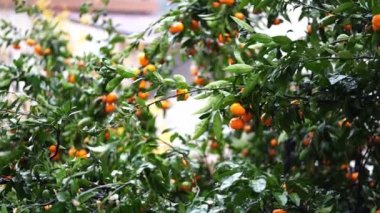 Orange tangerines grow on green tree branches in the garden. High quality 4k footage