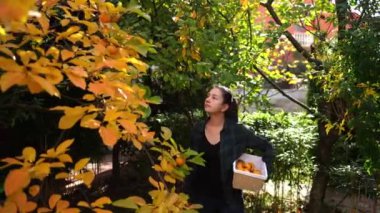 Young woman walks through the garden with a basket and picks a ripe persimmon. High quality 4k footage