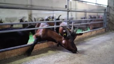 Goats lean out of the fence and eat grain from the floor. High quality 4k footage