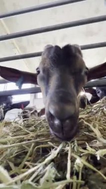 Goat eats hay in a paddock moving its lips in a funny way. Close-up. High quality 4k footage