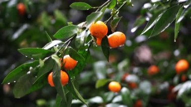 Raindrops on ripe tangerines among green leaves on a tree. High quality 4k footage