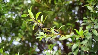 Green branches of a laurel tree sway in the wind. High quality 4k footage