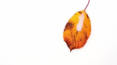 Yellow autumn leaves fall into white liquid. High quality 4k footage