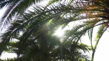 Sun shines through the lush green palm crown. High quality FullHD footage