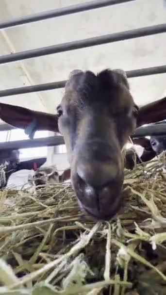 Goat Eats Hay Paddock Moving Its Lips Funny Way Close — Video Stock