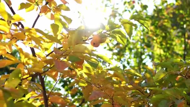 成熟的柿子挂在黄叶的枝条上 背景是明亮的阳光 高质量的4K镜头 — 图库视频影像