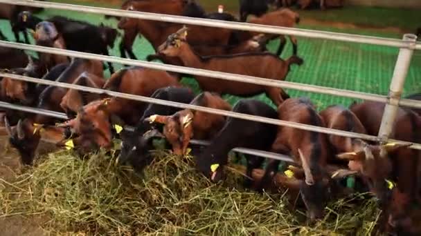 Herd Goats Ear Tags Eat Hay Fence Pulling Pen High — Stockvideo
