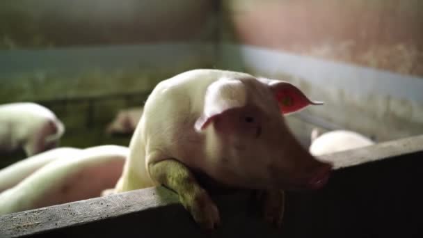 Cochon Tient Sur Ses Pattes Arrière Appuyé Sur Clôture Ferme — Video