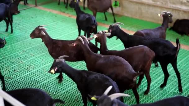 Cabras Negras Con Marcas Las Orejas Caminan Alrededor Paddock Una — Vídeos de Stock
