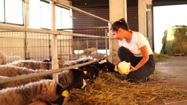 年轻的女人蹲在围场附近 把卷心菜喂羊 高质量的4K镜头 — 图库视频影像