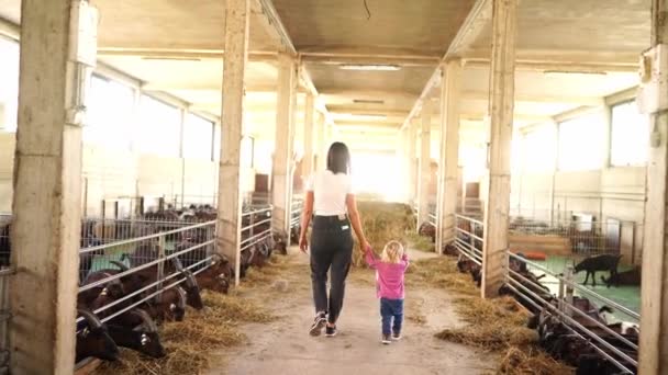 Mom Little Girl Walk Farm Goats Pens Eating Hay High — Video