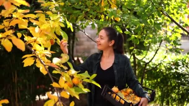 Smiling Farmer Picks Ripe Persimmon Branches Puts Box High Quality — Stockvideo