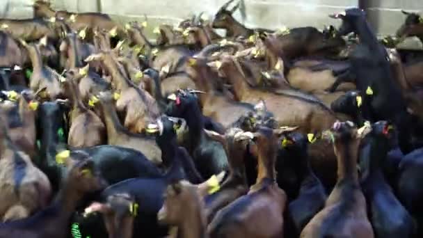 Granjero Coge Una Cabra Rebaño Por Sus Pies Paddock Imágenes — Vídeos de Stock
