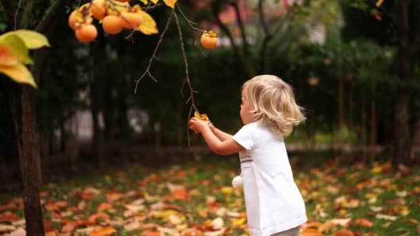 Κοριτσάκι Προσπαθεί Διαλέξει Ένα Ώριμο Λωτό Από Ένα Κλαδί Δέντρου — Αρχείο Βίντεο