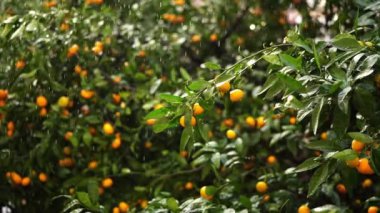 Heavy rain falls in the garden with ripe tangerines on the trees. High quality 4k footage