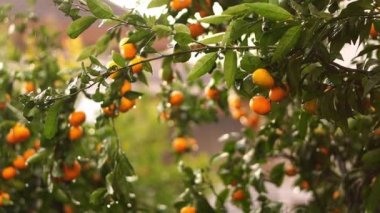 Yellow ripe tangerines hang on branches in the orchard in the rain. High quality 4k footage