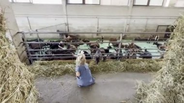Little girl feeding hay to goats in paddock at farm. High quality 4k footage
