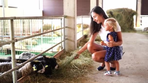 Mom Little Girl Squatted Fence Paddock Feeds Sheep Hay High — Stockvideo