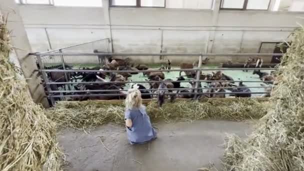 Little Girl Feeding Hay Goats Paddock Farm High Quality Footage — Wideo stockowe