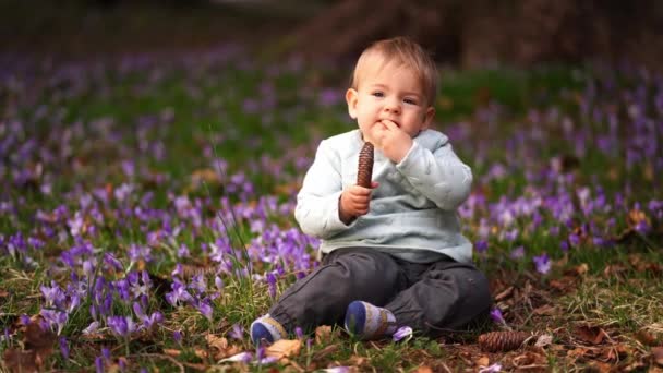 Little Girl Sits Clearing Primroses Nibbles Fir Cone High Quality — Stock Video