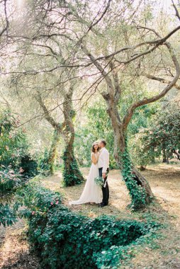 Groom hugs and kisses bride standing in the park among the trees overgrown with ivy. High quality photo