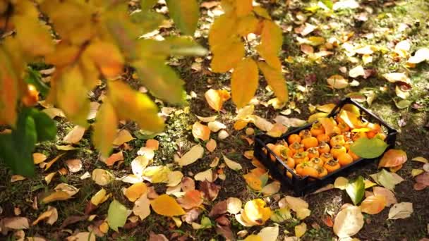 Коробка Зрілими Особами Стоїть Саду Біля Дерева Серед Жовтого Опалого — стокове відео