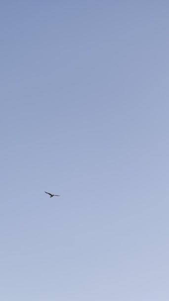 Ptak Lata Niebieskim Niebie Trzepocząc Skrzydłami Wysokiej Jakości Materiał — Wideo stockowe