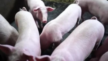Herd of young piglets walks around the corral and picks up food. High quality 4k footage