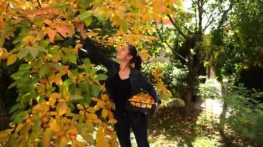 Gardener girl picks a persimmon and puts it in a box. High quality 4k footage