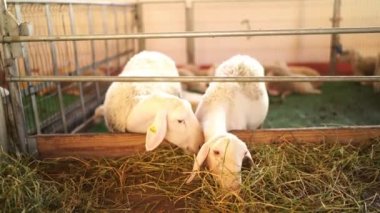 White sheep with ear tags eat hay, leaning out from behind the fence. High quality 4k footage