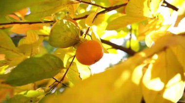 Ripe persimmon hanging in the shade from yellow leaves on branches. High quality 4k footage