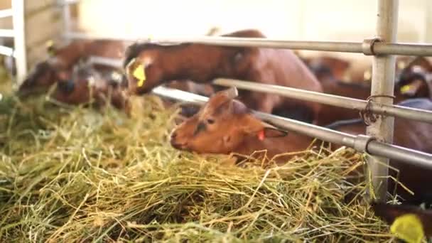 Brązowe Kozy Jedzą Siano Wyrywając Pęczki Stosu Wysokiej Jakości Materiał — Wideo stockowe
